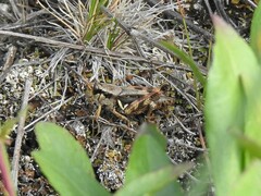 Melanoplus fasciatus