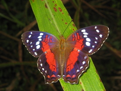 Anartia amathea