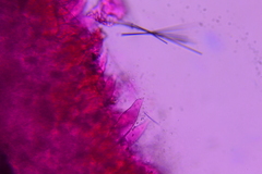 Entoloma flavoviride