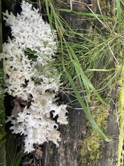 Hericium