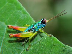 Melanoplinae