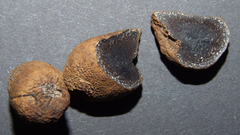 Melanogaster broomeanus