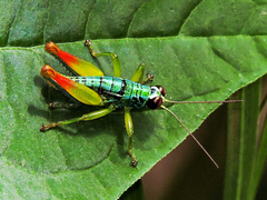 Melanoplinae