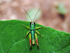 Melanoplinae