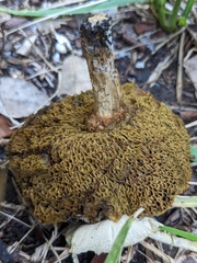 Xerocomellus dryophilus