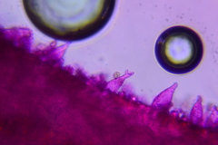 Entoloma flavoviride