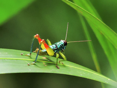 Melanoplinae