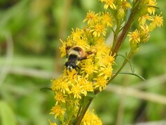 Eristalis anthophorina