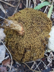 Xerocomellus dryophilus