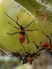 Leptoglossus phyllopus