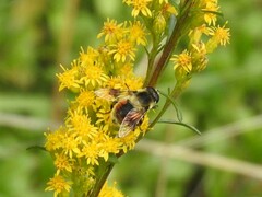 Eristalis anthophorina