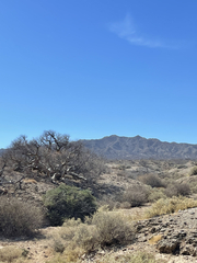 Pachycormus discolor