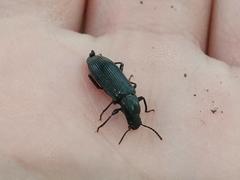 Xylopinus saperdoides