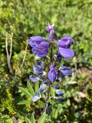 Lupinus arcticus