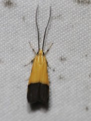 Crocanthes micradelpha