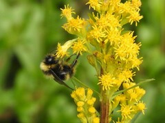 Bombus mckayi