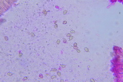 Entoloma flavoviride