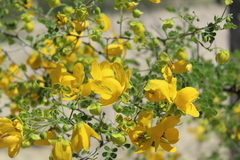 Senna wislizeni
