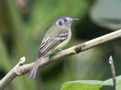 Leptopogon superciliaris