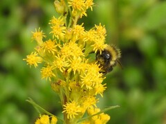 Bombus mckayi