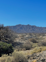 Pachycormus discolor