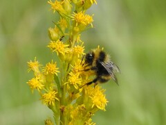 Bombus mckayi