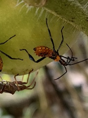 Leptoglossus phyllopus