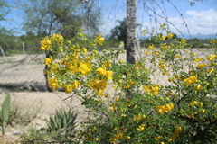 Senna wislizeni