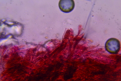 Entoloma flavoviride