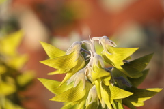 Crotalaria cunninghamii