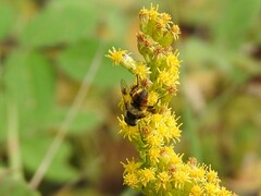 Eristalis anthophorina