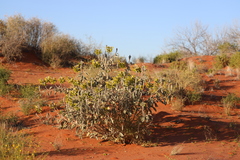 Crotalaria cunninghamii