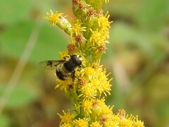 Eristalis anthophorina