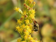 Eristalis anthophorina