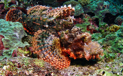 Scorpaenopsis