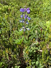 Lupinus arcticus