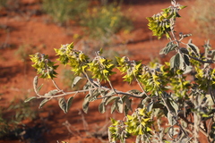Crotalaria cunninghamii