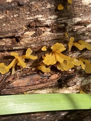 Dacrymyces spathularia