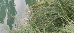 Carex elata