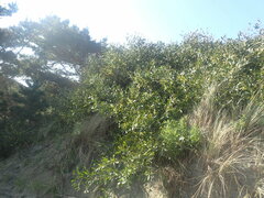 Acacia longifolia sophorae