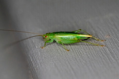 Cyrtoxipha columbiana