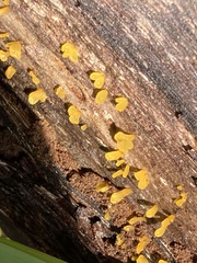 Dacrymyces spathularia