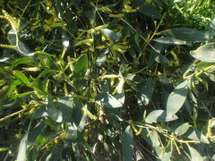 Acacia longifolia sophorae