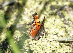 Polygonia gracilis