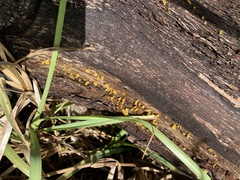 Dacrymyces spathularia