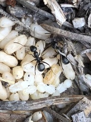 Formica fusca