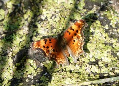 Polygonia gracilis