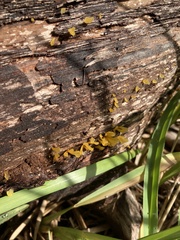Dacrymyces spathularia