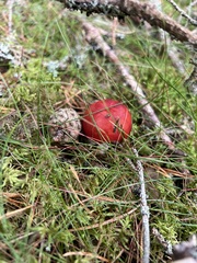 Russula emetica