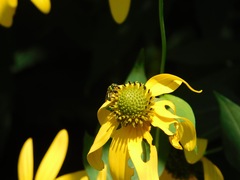 Agapostemon sericeus